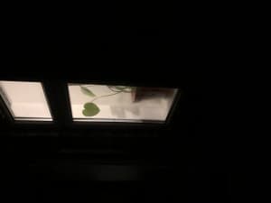 potatorosti's LeafedOut Profile
