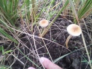 Shroomgatherer's LeafedOut Profile