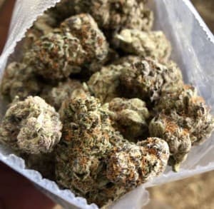 jacksonkush12's LeafedOut Profile