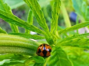 MrBrownstone's LeafedOut Profile