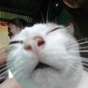 melonyellow's LeafedOut Profile