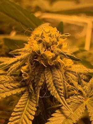 Kushisking11's LeafedOut Profile