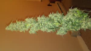 ranmbell4201's LeafedOut Profile