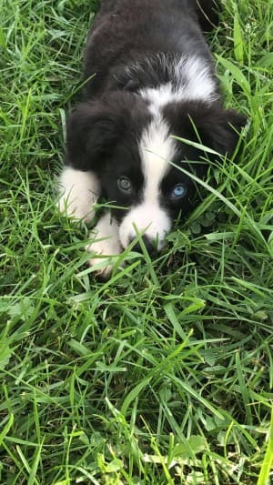 Harleysboi015's LeafedOut Profile