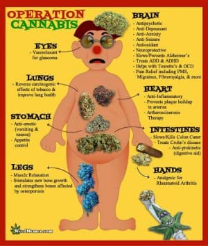 THC2timZ's LeafedOut Profile