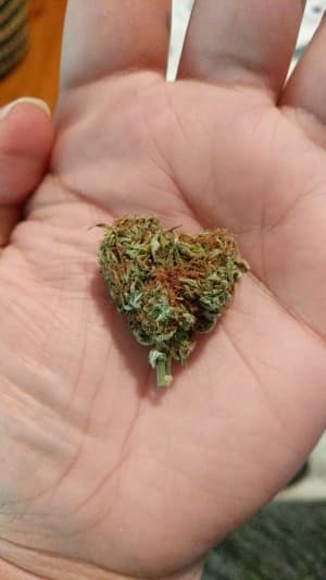 Ky.yo's LeafedOut Profile