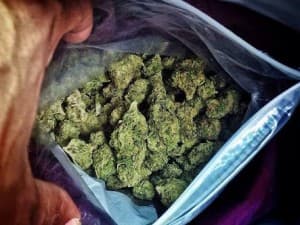 Cheesybuds420's LeafedOut Profile