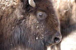 1Bison's LeafedOut Profile