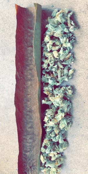 BennyTheBull420's LeafedOut Profile