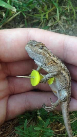 Sceloporus's LeafedOut Profile