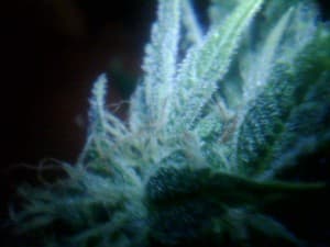 gr33nthum6's LeafedOut Profile