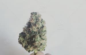 yaplug420's LeafedOut Profile