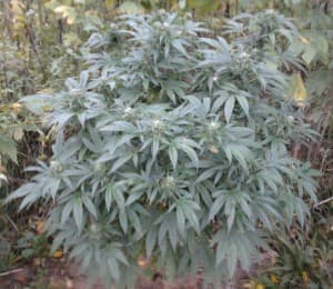 CaptainBigBud's LeafedOut Profile