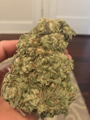 GanjaGirl3's LeafedOut Profile