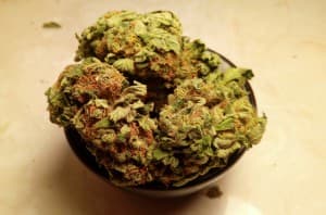 Budzzz's LeafedOut Profile