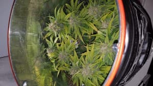 Allenwrench11's LeafedOut Profile