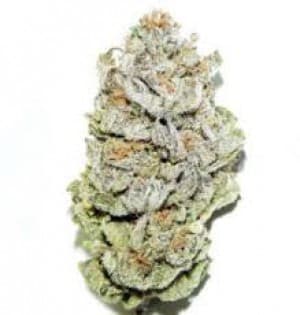 AU420Traveling's LeafedOut Profile