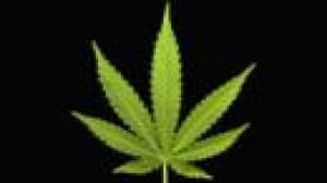 Bud2U's LeafedOut Profile
