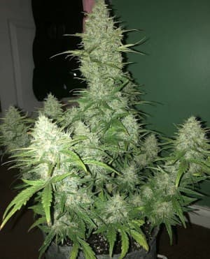 TwistedOhighO's LeafedOut Profile