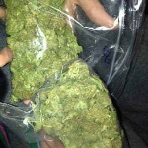 Saga's LeafedOut Profile