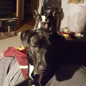 DabasuarusRex's LeafedOut Profile