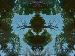 Mondrian's LeafedOut Profile
