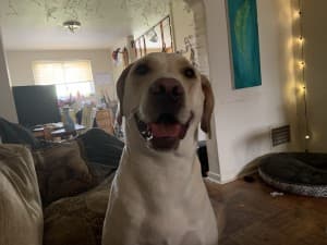 Darthjigglypuff's LeafedOut Profile