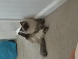 Oddsnowdog's LeafedOut Profile