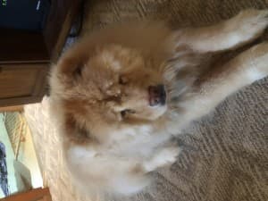 Tessybear's LeafedOut Profile