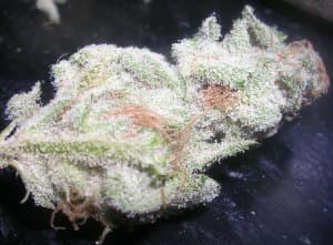 flo_420xx's LeafedOut Profile