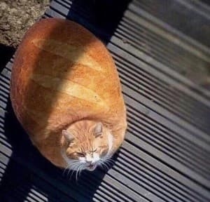 MeowMeow420's LeafedOut Profile