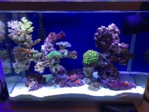 King reef's LeafedOut Profile
