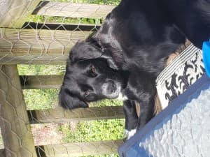 Borador's LeafedOut Profile