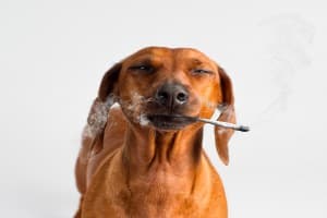 stusty420's LeafedOut Profile