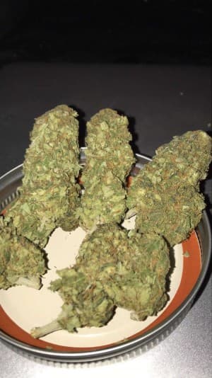 BrazilianWeed's LeafedOut Profile