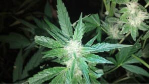 BiggDawg420's LeafedOut Profile
