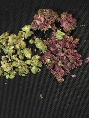 Weedmastrr's LeafedOut Profile