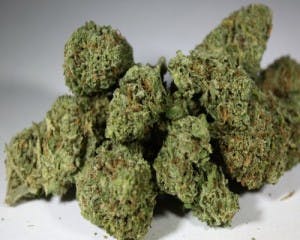 weed4sale_1's LeafedOut Profile