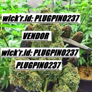 plug-pot's LeafedOut Profile
