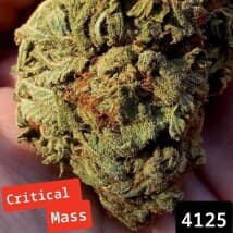 VhqTea's LeafedOut Profile