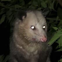 PastelFrog's LeafedOut Profile