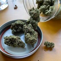 Webster's LeafedOut Profile