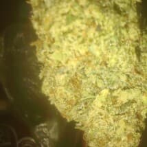 Goose1980's LeafedOut Profile