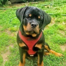 SwaggerTimez's LeafedOut Profile