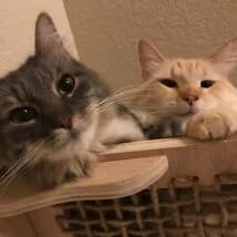 Coolcatstoners's LeafedOut Profile