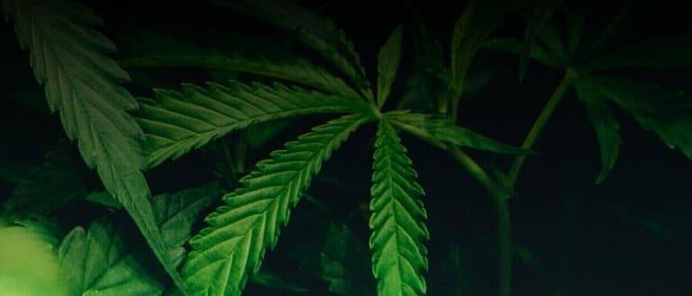 Cover Photo
