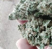 Timtamz's LeafedOut Profile