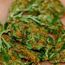 senepoj254's LeafedOut Profile