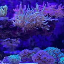 Reefboi1991's LeafedOut Profile