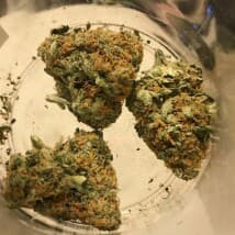 english's LeafedOut Profile